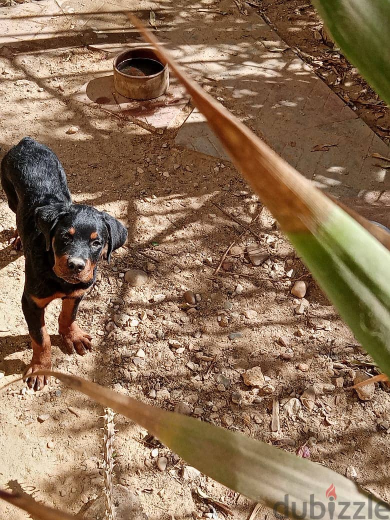 Purebred Rottweiler Puppies for Sale/جراء روتويلر أصيلة للبيع 1