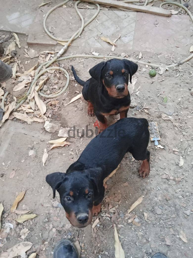 Purebred Rottweiler Puppies for Sale/جراء روتويلر أصيلة للبيع 2