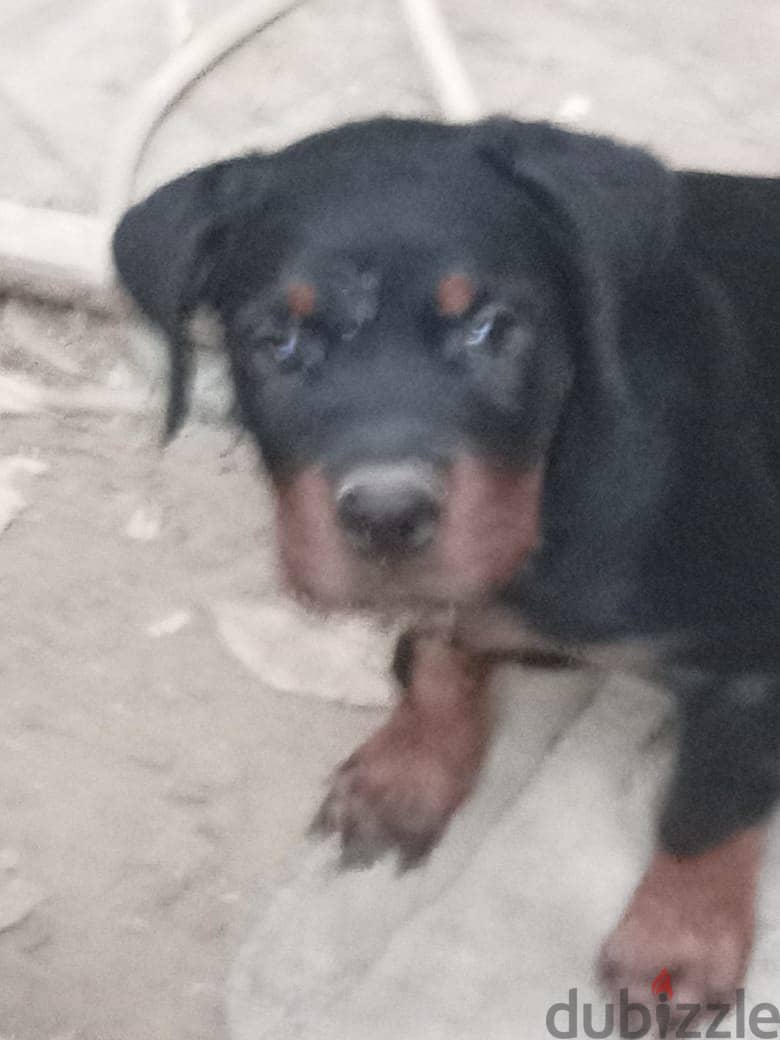 Purebred Rottweiler Puppies for Sale/جراء روتويلر أصيلة للبيع 3