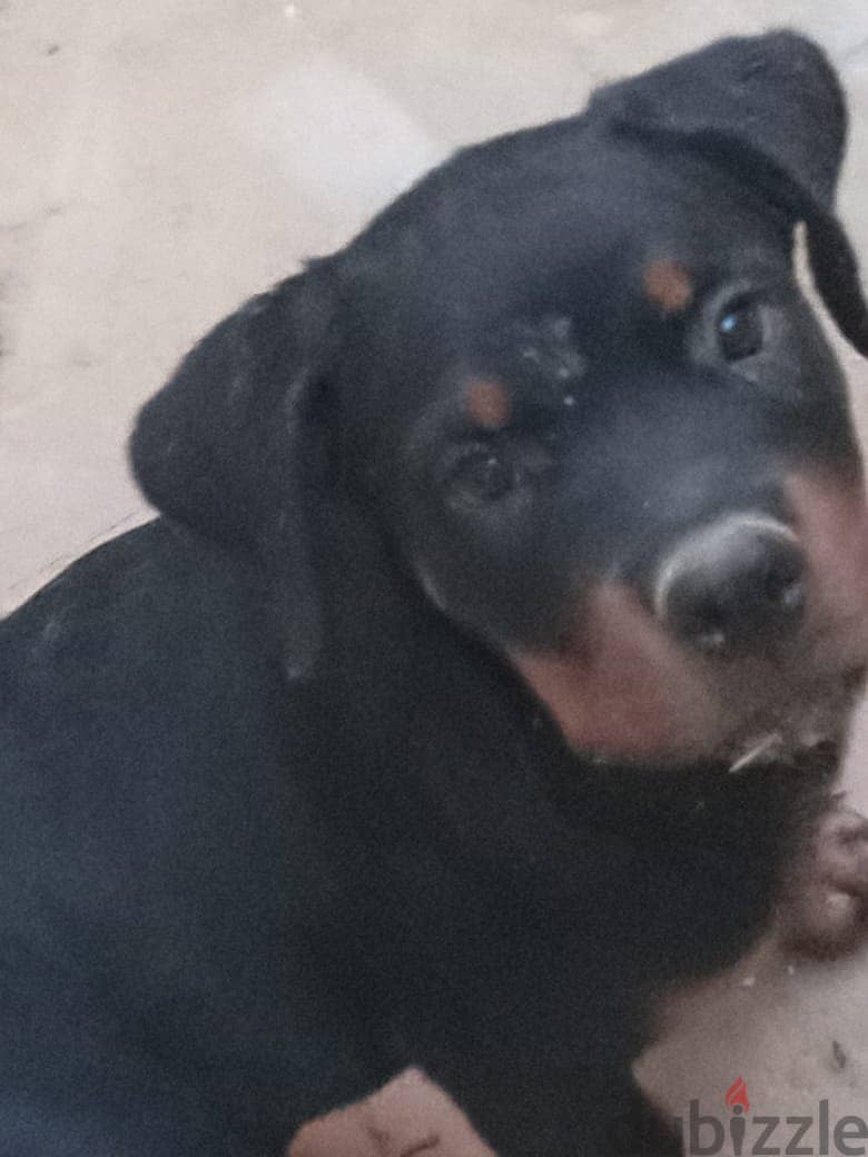 Purebred Rottweiler Puppies for Sale/جراء روتويلر أصيلة للبيع 4