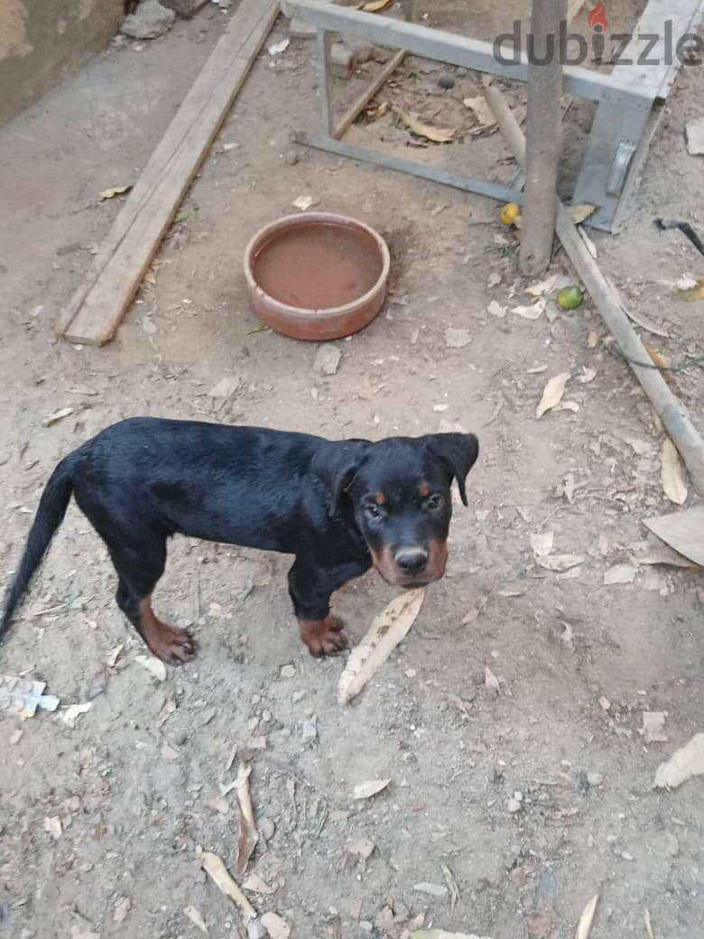 Purebred Rottweiler Puppies for Sale/جراء روتويلر أصيلة للبيع 5