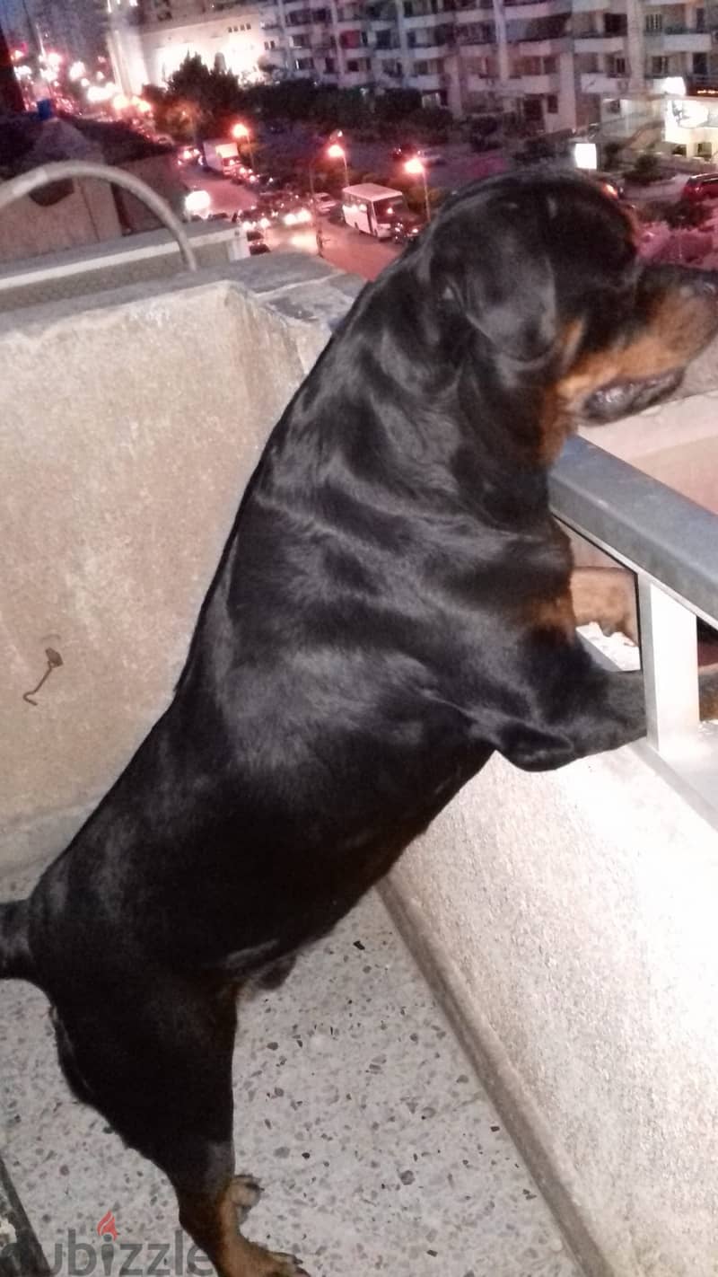 Purebred Rottweiler Puppies for Sale/جراء روتويلر أصيلة للبيع 6