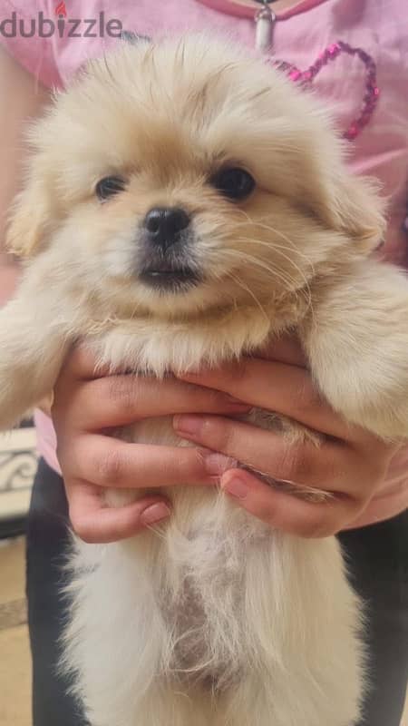 pekingese puppy 1