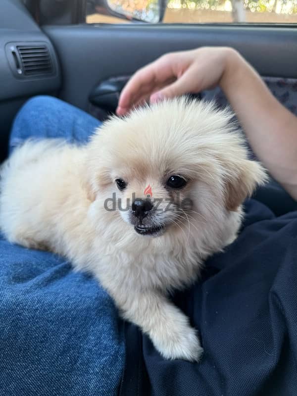 pekingese puppy 2