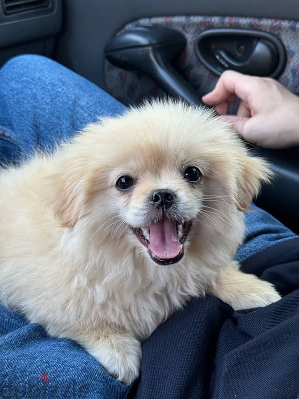 pekingese puppy 3