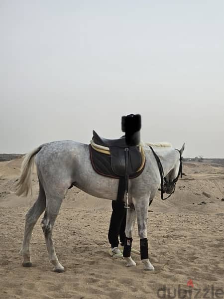 خيل عربي اصيل 4