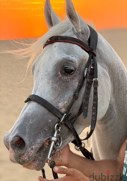 خيل عربي اصيل 6