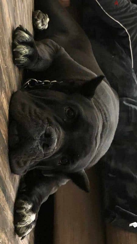 Female Cane Corso 1