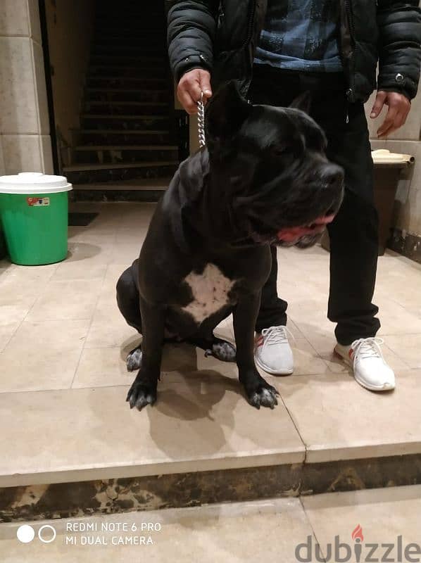 Female Cane Corso 2