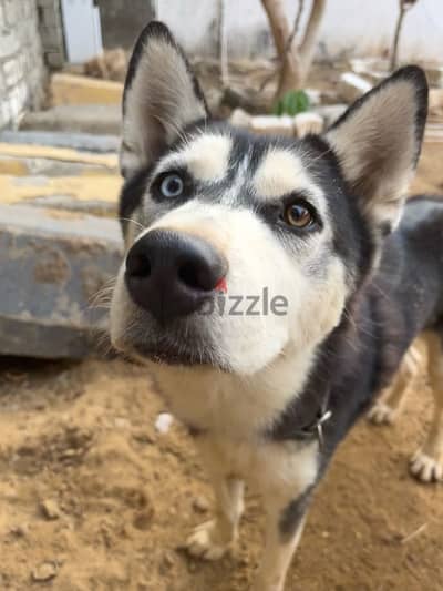 Male Husky