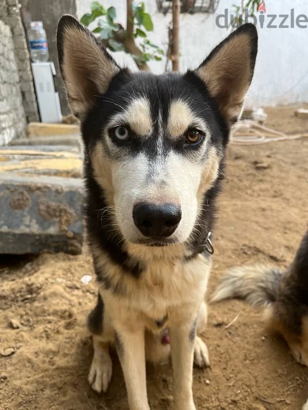 Male Husky 2