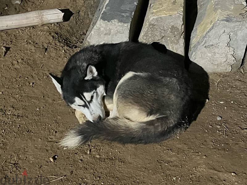 Male Husky 6