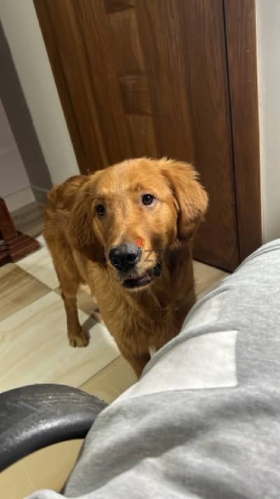 golden retriever (MILO) for adoption