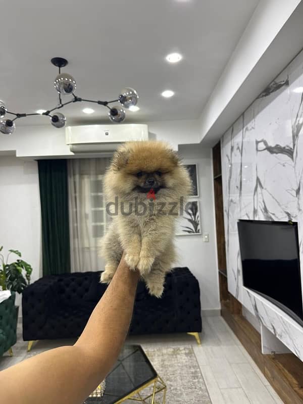 Pomeranian Puppies For Sale 0