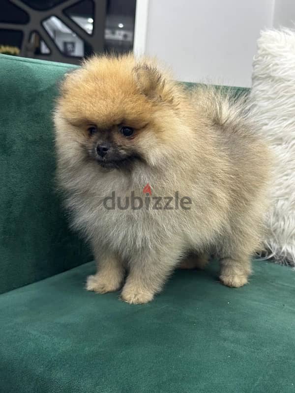 Pomeranian Puppies For Sale 1