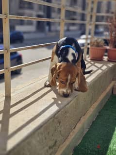 Beagle dog pure 0