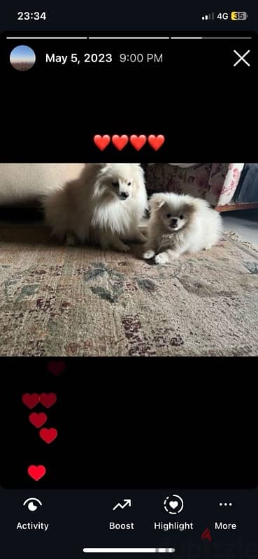 Pomeranian Puppies For Sale 1