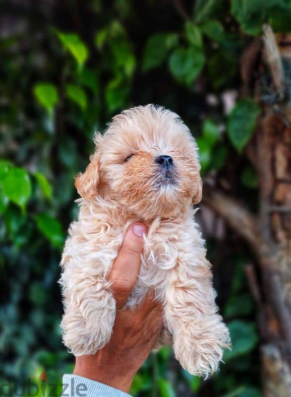 poodle puppies, جراوي بودل 1