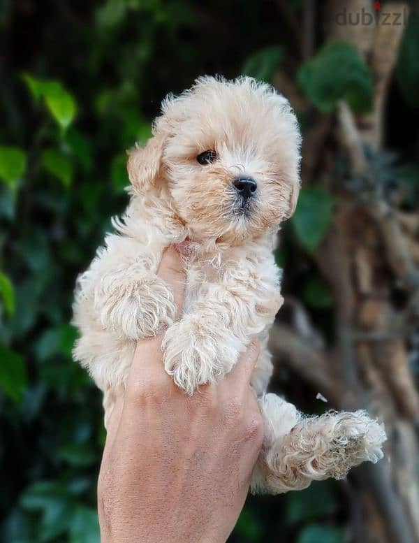 poodle puppies, جراوي بودل 2