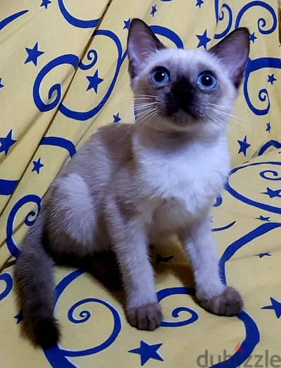 نتاية سيامي شهرين ونص قطة سيامى تراديشنال بيور siamese kitten