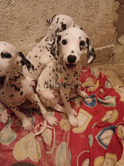 Dalmatian puppies