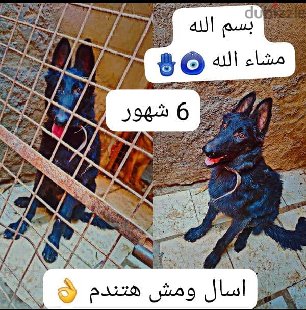 جراوي جيرمن 1