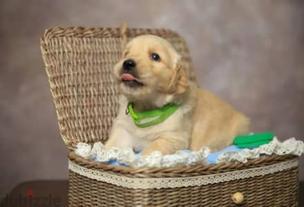 Golden retriever red boy from Russia