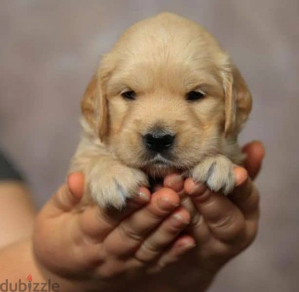 Golden retriever red boy from Russia 1