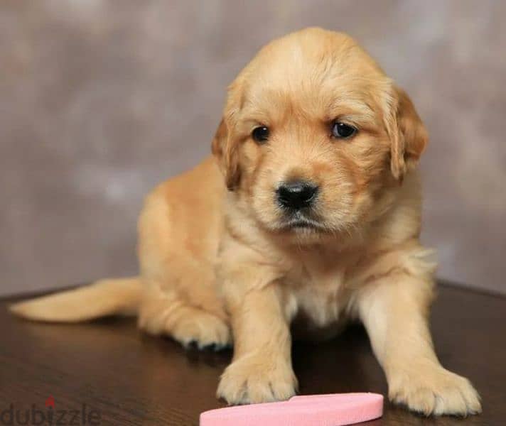 Golden retriever red boy from Russia 7