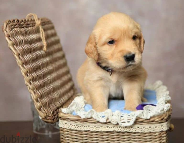 Golden retriever red boy from Russia 8