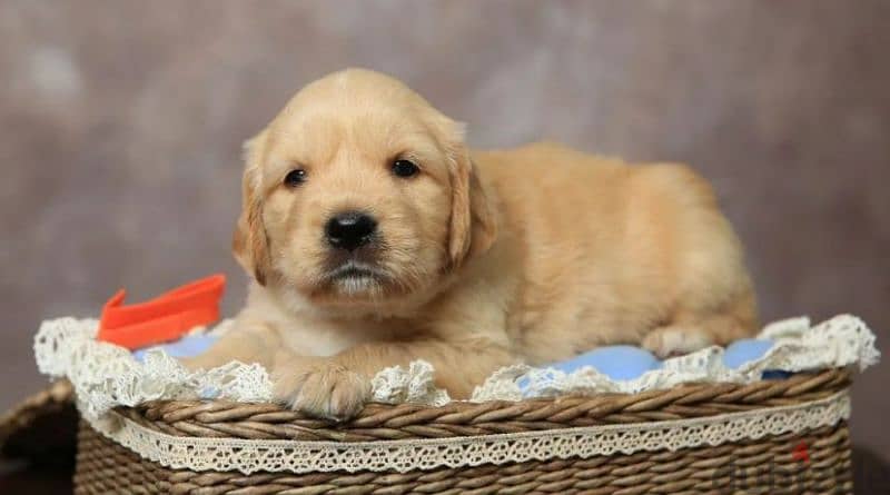 Golden retriever red boy from Russia 9