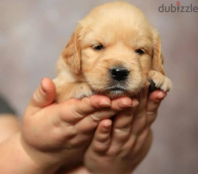 Golden retriever red boy from Russia 10