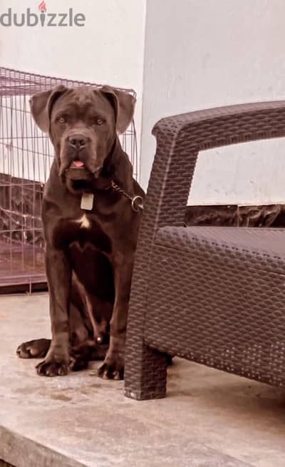 cane corso for sale