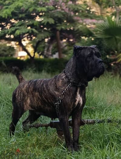 Cane Corso female