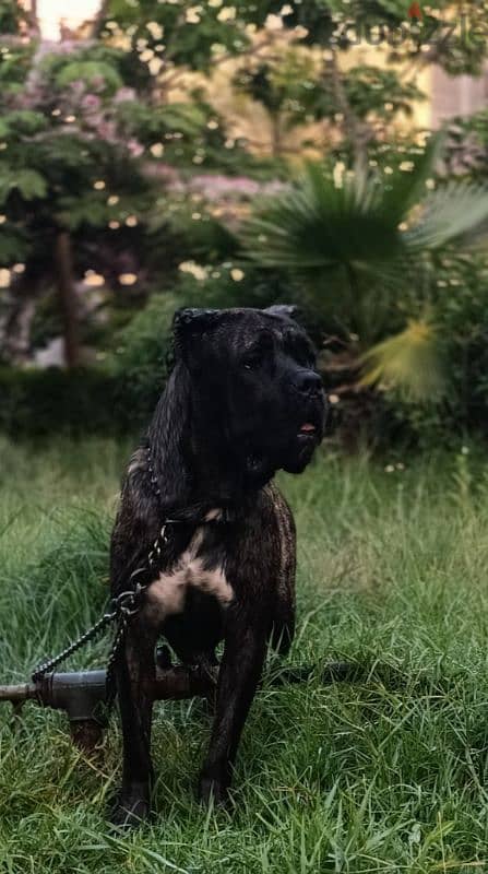 Cane Corso female 1