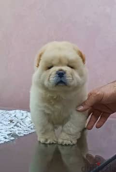 جراوي تشاو تشاو  Chow chow 0