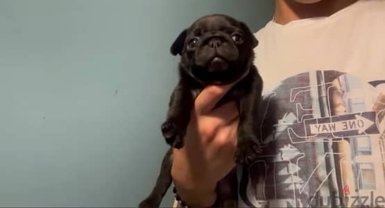 pug