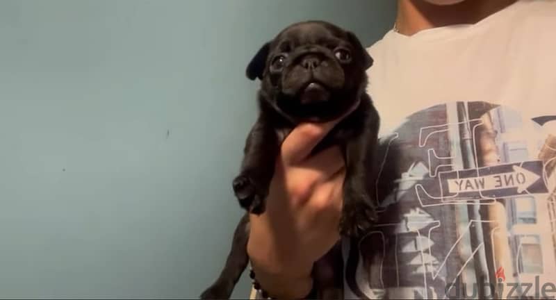 pug puppy black 45 days 0