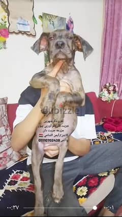 جرو دكر شهرين جريت دان جريد دان دنواه great Dane 0