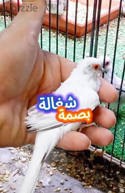 يمام