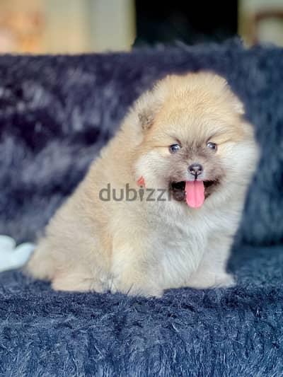 female pomeranian