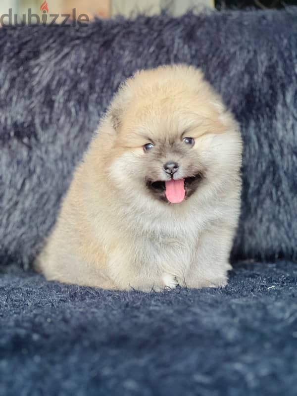 female pomeranian 2