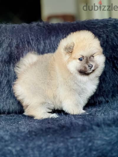 female pomeranian