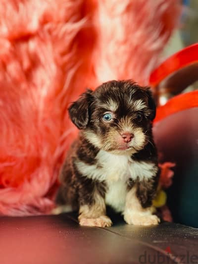 Male&female havanese