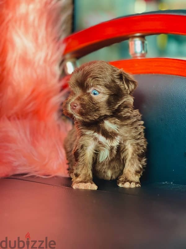 Male&female havanese 2