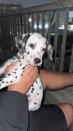 dalmatian dog 0