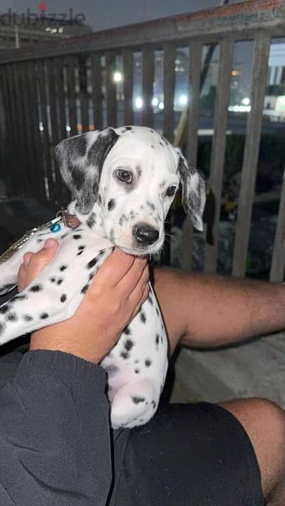 dalmatian