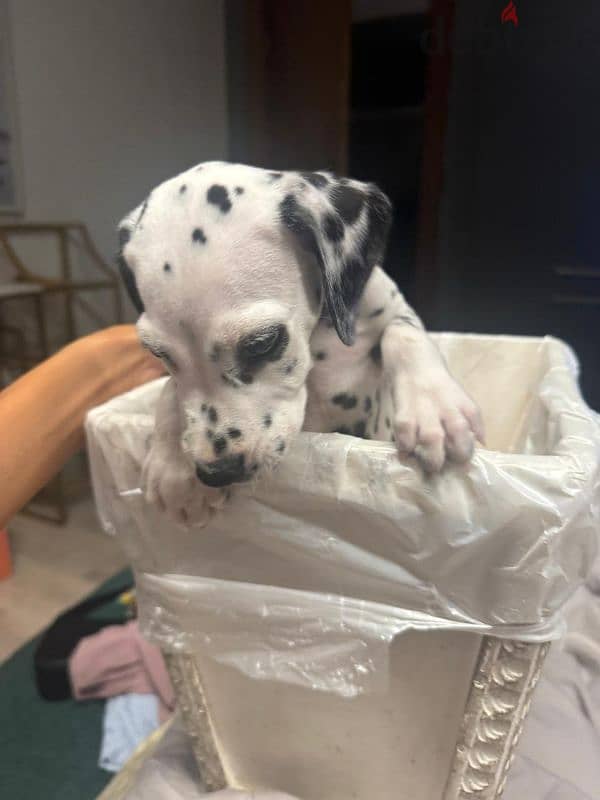 dalmatian dog 1