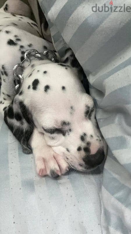 dalmatian dog 2