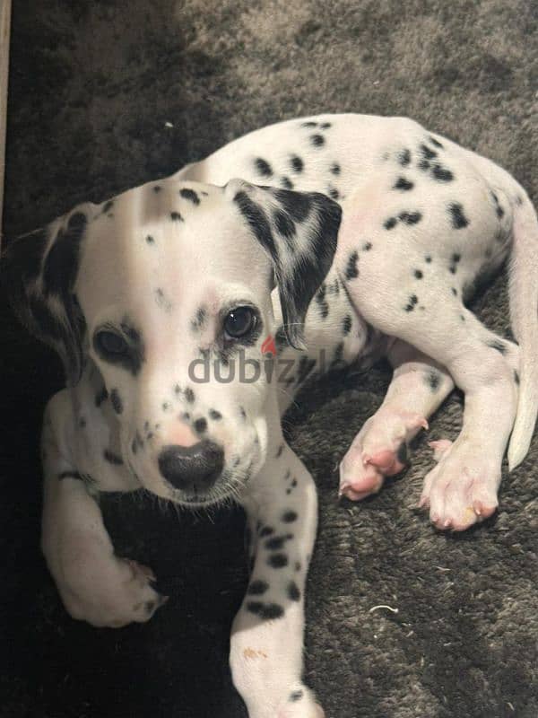 dalmatian dog 3